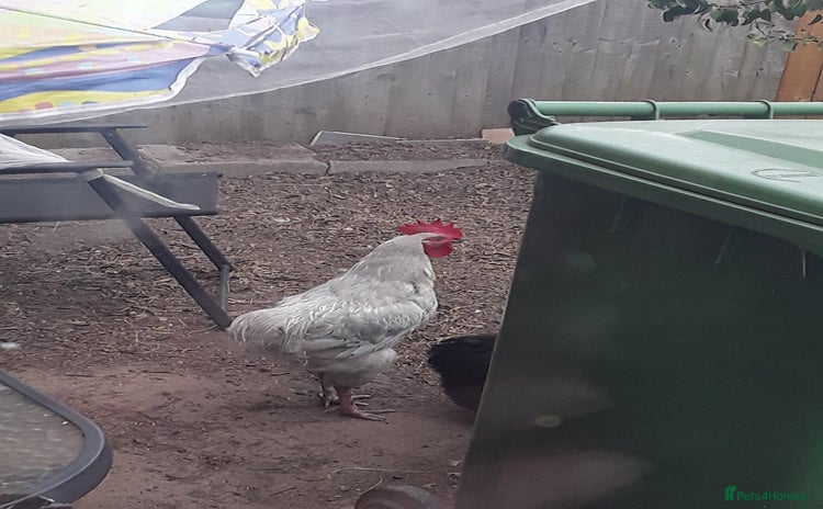 Chickens poultry - Advert 1
