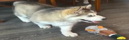 Alaskan Malamute dogs for sale: Female pure Alaskan Malamutes  - Advert 5