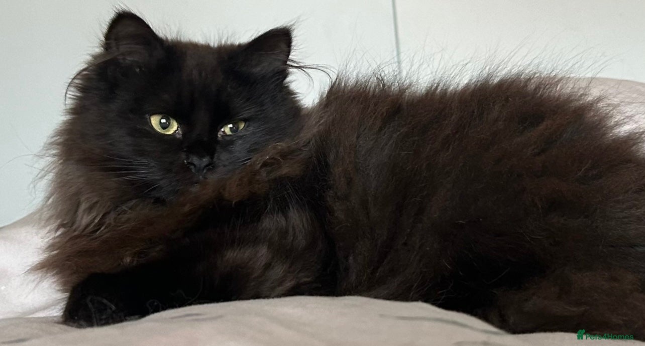 Siberian cats Beautiful Black Siberian Tica Reg female  - Advert 1