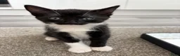 Mixed Breed cats for sale: 3 Female kittens - Advert 5