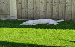 Bichon Frise dogs for sale: 18 week old Bichon Frise boy for sale. CHEAP! - Image 3
