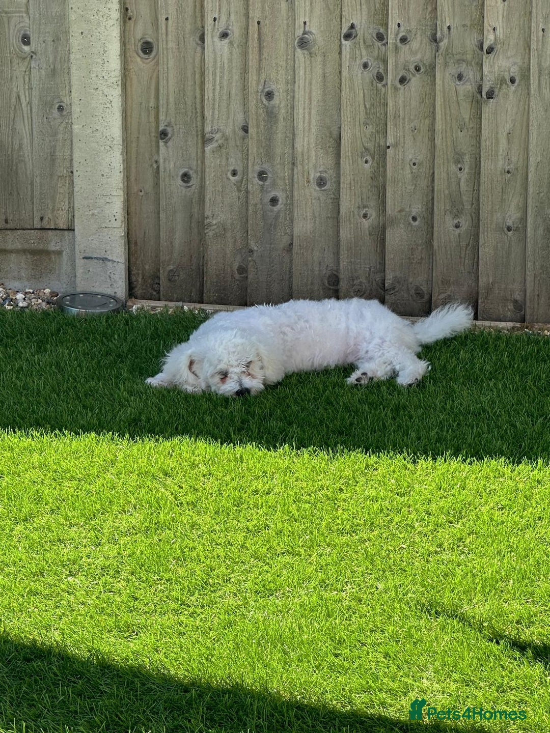 Bichon Frise dogs for sale: 18 week old Bichon Frise boy for sale. CHEAP! - Image 3