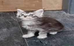 Maine Coon cats for sale: Pedigree GCCF Maine Coon Kittens for sale  - Image 14
