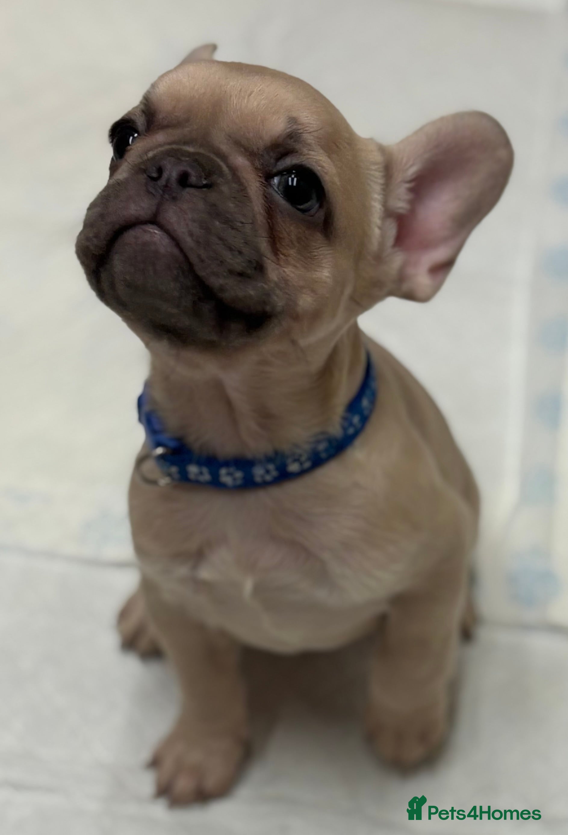 French Bulldog dogs 💕Adorable French bulldogs💕 - Advert 5