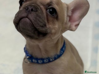 French Bulldog dogs 💕Adorable French bulldogs💕 - Advert 5