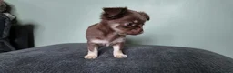 Chihuahua dogs for sale: Long haired chihuahua pups  in Rotherham - Advert 3