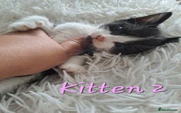 Mixed Breed cats for sale: 4 Stunning kittens for sale - Image 11