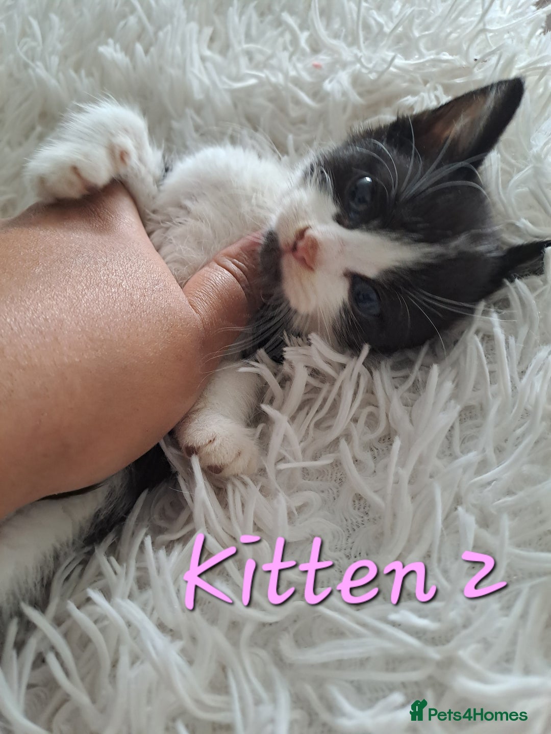 Mixed Breed cats for sale: 4 Stunning kittens for sale - Image 11