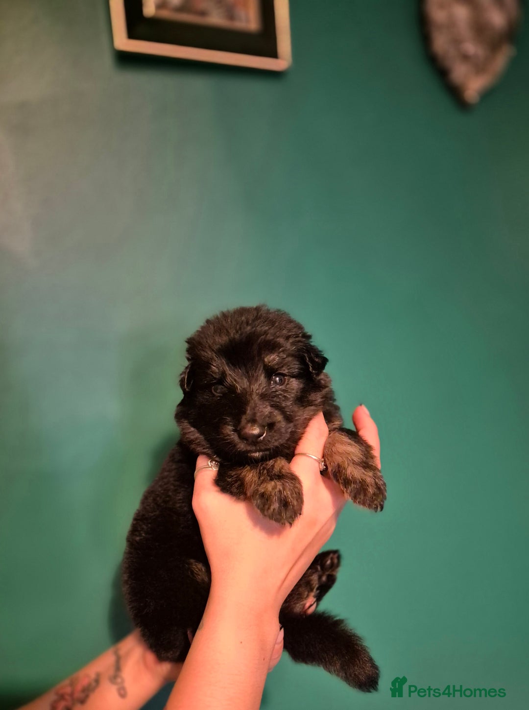 German Shepherd dogs for sale: KC German Shepherd Puppies Blue, White & Black/Tan - Image 13