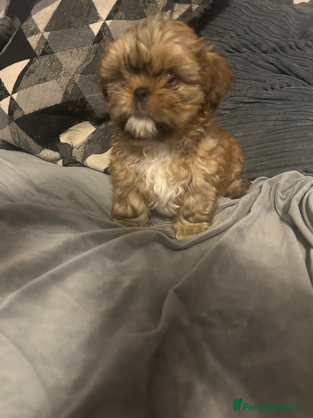 Shih Tzu dogs for sale: Gorgeous little boy - Advert 5