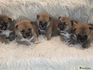 Japanese Shiba Inu dogs Outstanding Japanese Shiba Inu - Advert 4