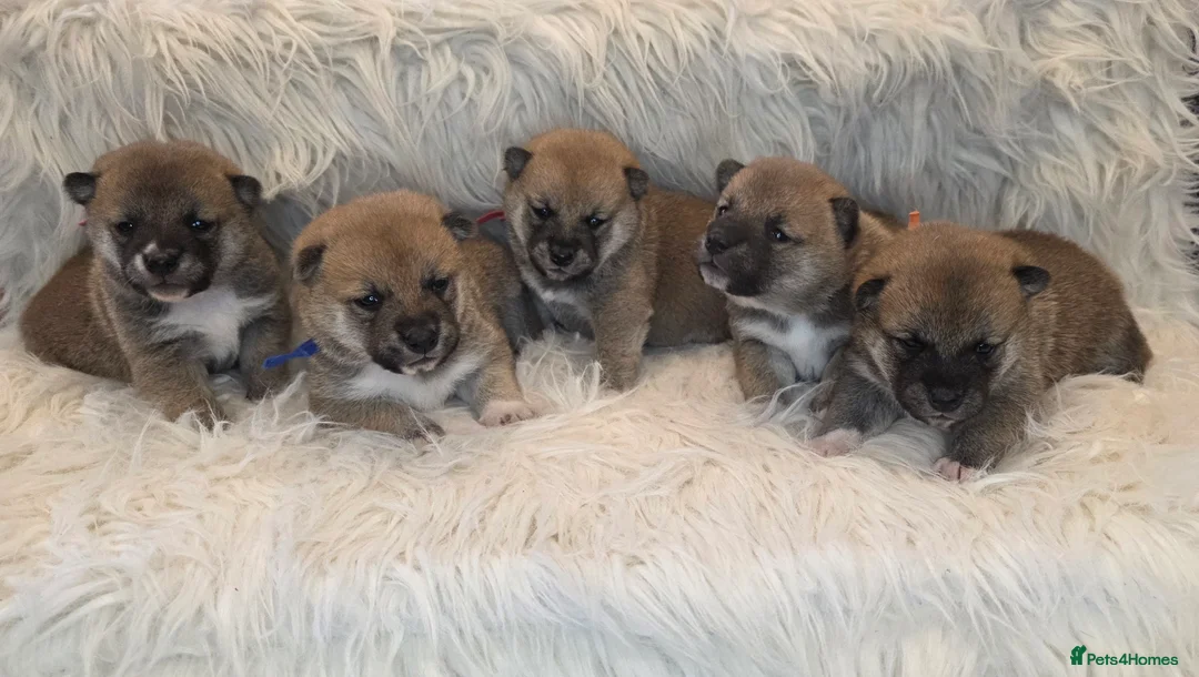 Japanese Shiba Inu dogs for sale: Outstanding Japanese Shiba Inu - Advert 2