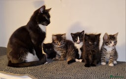 Domestic Shorthair cats for sale: Adorable Kittens Ready for Their Forever Homes - Advert 1