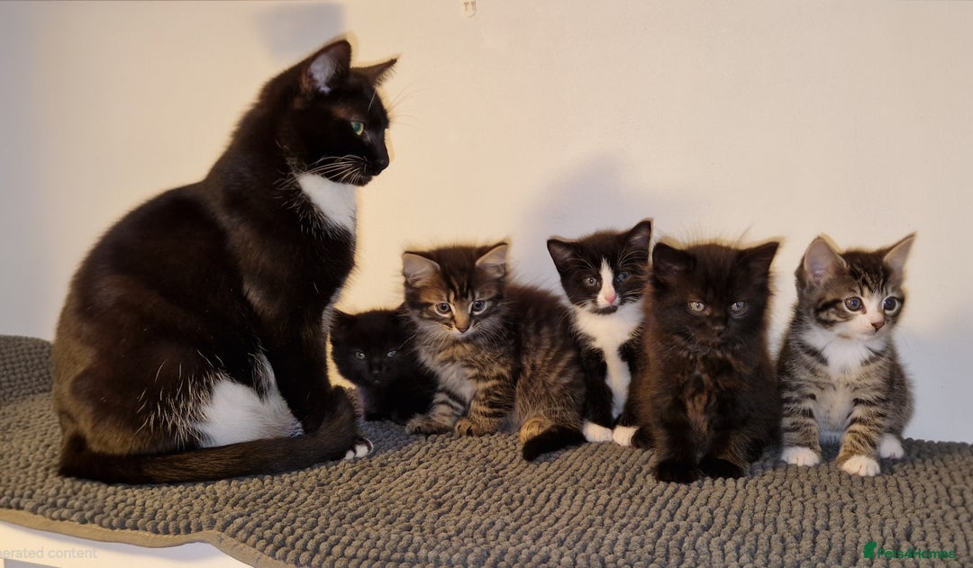 Domestic Shorthair cats for sale: Adorable Kittens Ready for Their Forever Homes - Advert 1