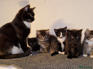 Domestic Shorthair cats Adorable Kittens Ready for Their Forever Homes - Advert 1