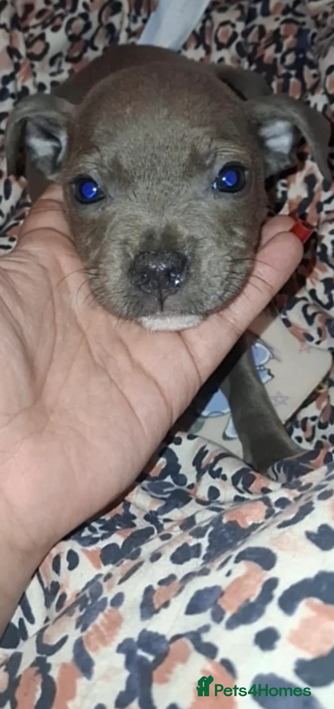 Staffordshire Bull Terrier dogs for sale: Beautiful in Irvine - Advert 1