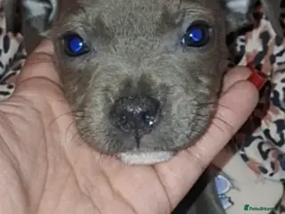 Staffordshire Bull Terrier dogs Beautiful in Irvine - Advert 4