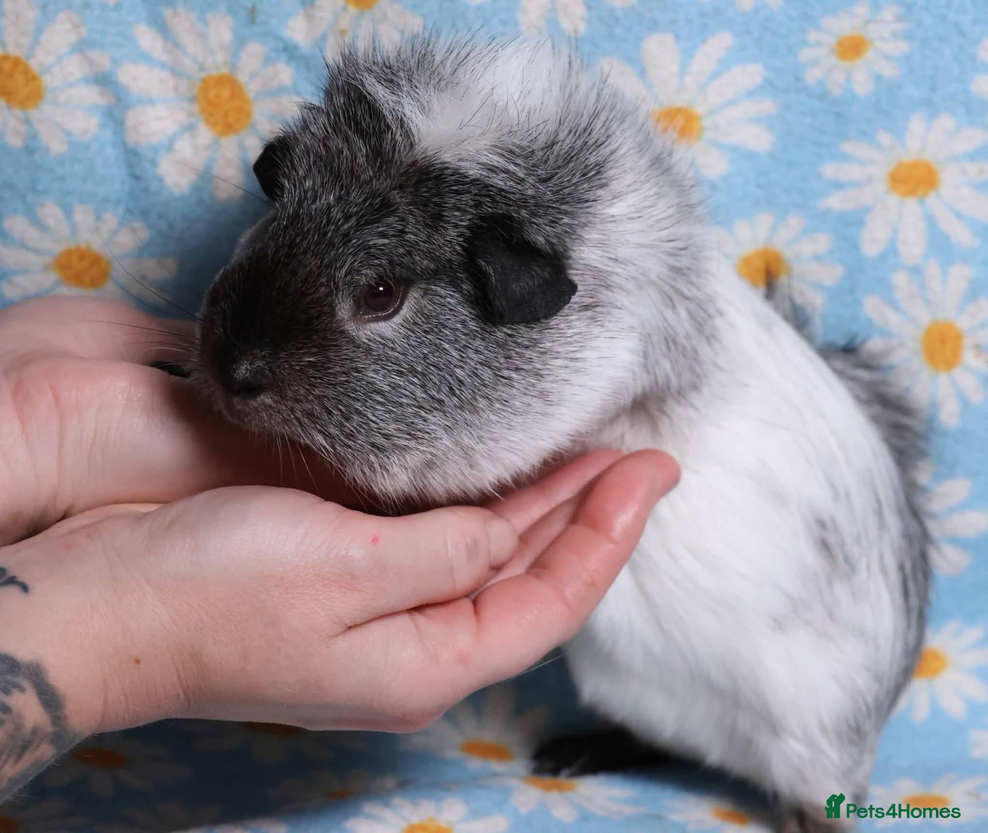 Guinea Pig rodents Beautiful guinea pigs - Advert 1