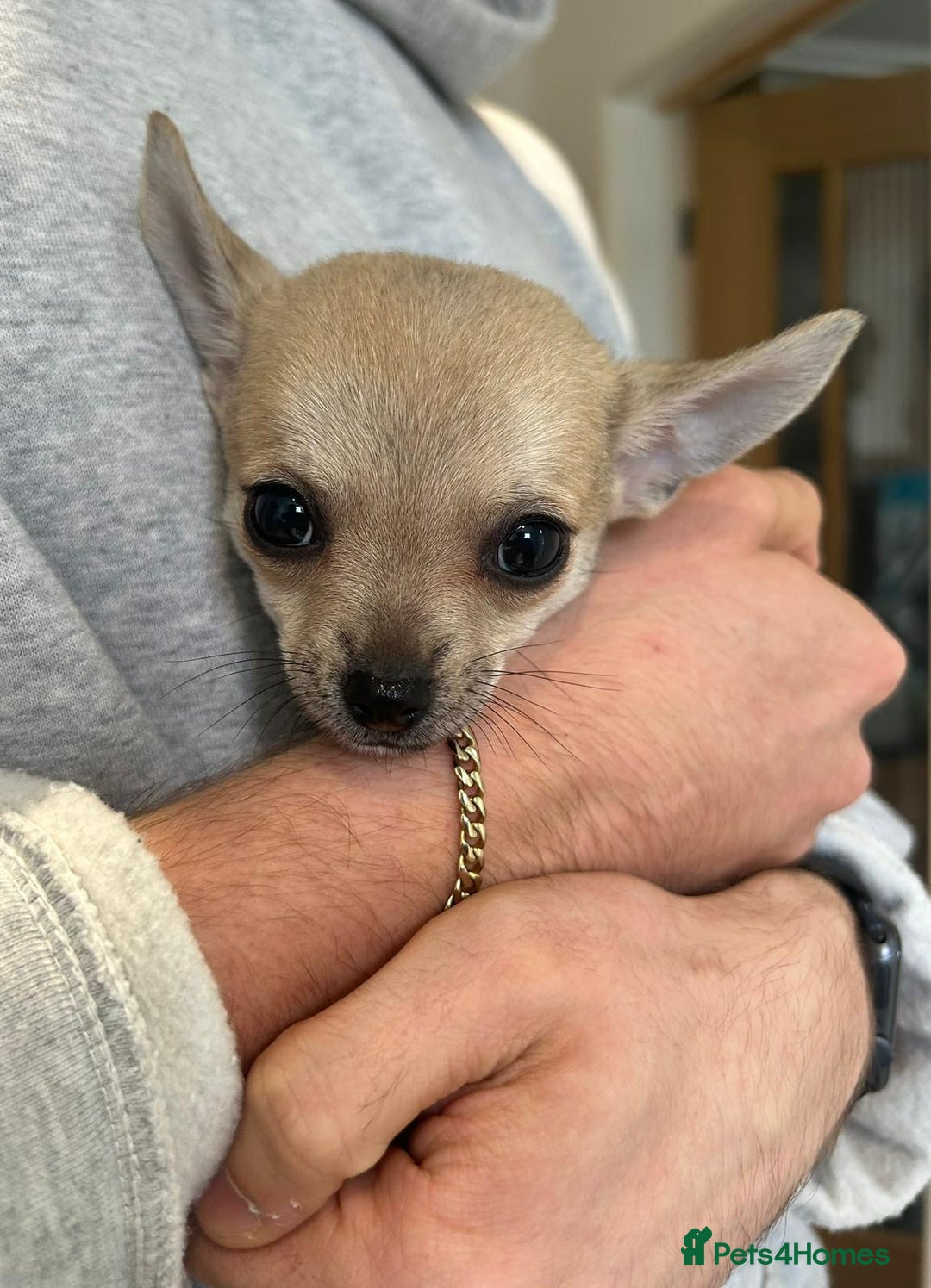 Chihuahua dogs for sale: Pure Breed Pedigree Certificated Chihuahua Puppies - Image 3