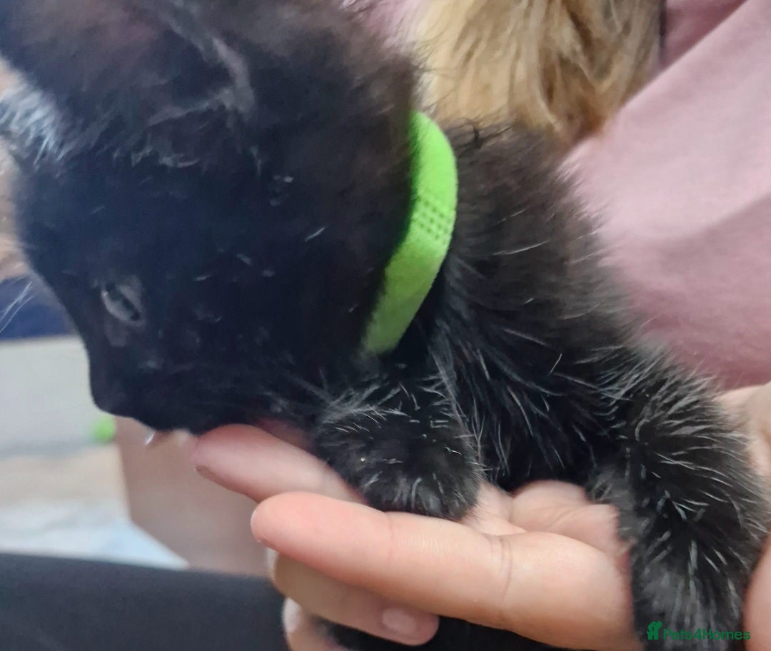 Mixed Breed cats for sale: Kittens  - Image 10
