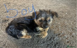 Mixed Breed dogs for sale: 10 week old puppies - Image 1
