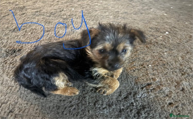 Mixed Breed dogs - Advert 1