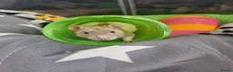 Rat rodents for sale: 2 brothers Rats need new home - Advert 4