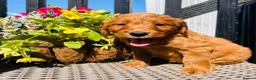 Mini Goldendoodle dogs for sale: 🧡❤️ GORGEOUS MINI GOLDENDOODLE PUPPIES ❤️🧡 - Advert 14
