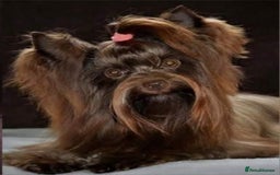 Yorkshire Terrier dogs for sale: Chocolate Yorkshire Terrier  - Image 18
