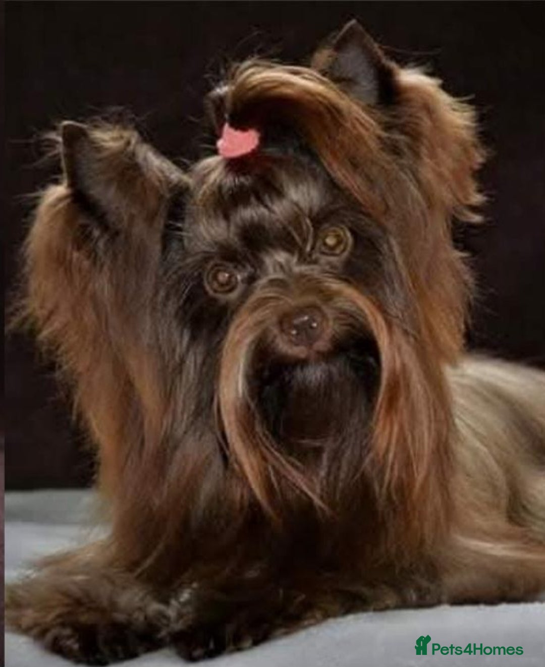 Yorkshire Terrier dogs for sale: Chocolate Yorkshire Terrier  - Image 18