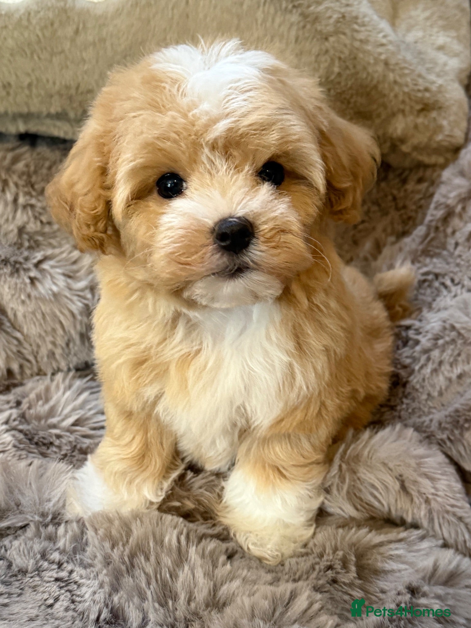 Maltipoo dogs Maltipoo Babies ready now  - Advert 1