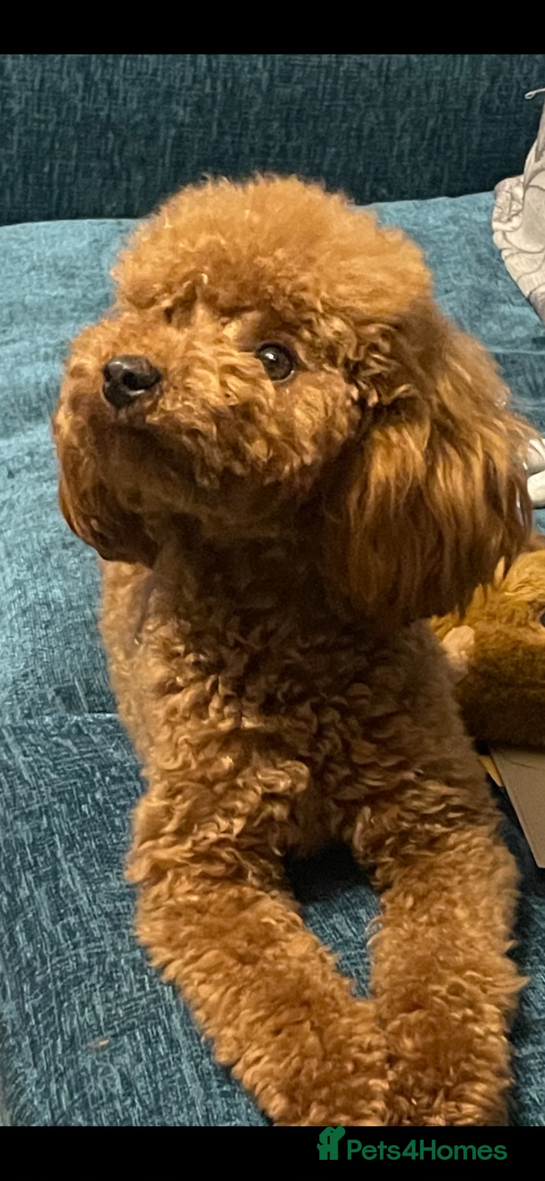 Toy Poodle dogs for sale: Kc Health Tested Phantom Toy Poodle - Advert 1
