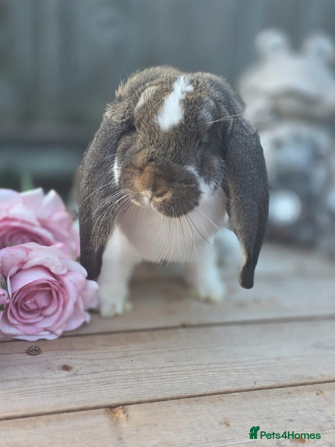 French Lop rabbits for sale: Agouti Butterfly Romanian import French Lop Doe - Advert 2