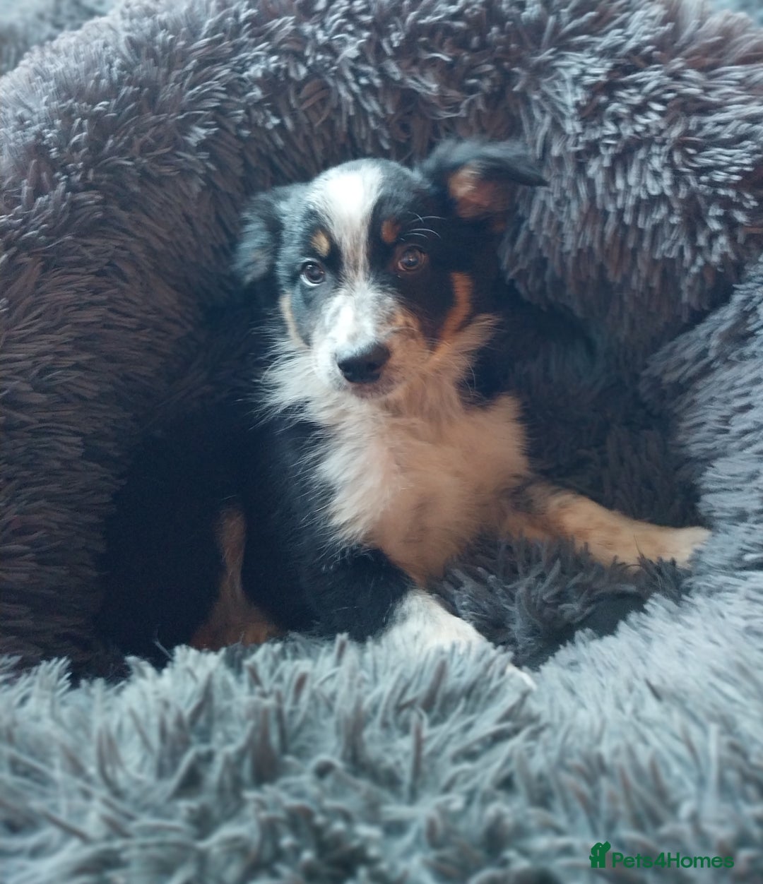 Border Collie dogs for sale: Beautiful border collie puppies - Advert 13