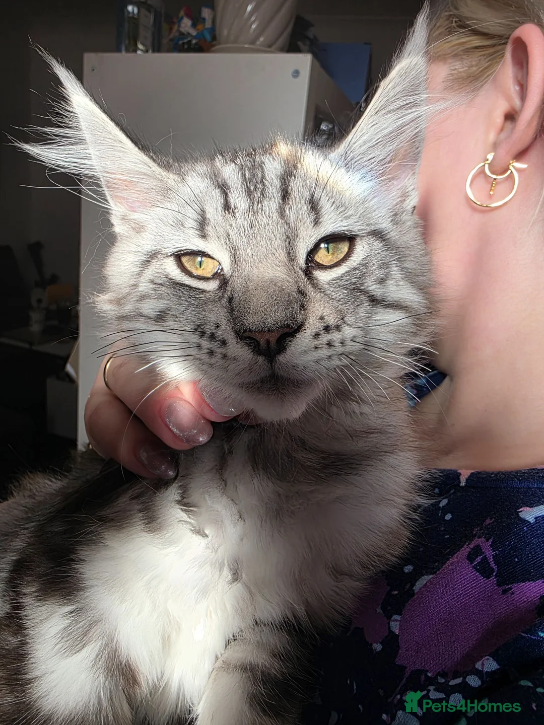 Mixed Breed cats for sale: Silver Tabby Maine Coon x Norwegian Forest Kitten  in Pudsey - Advert 5