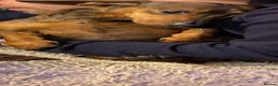 Dachshund dogs for sale: REHOME 2 female sausage dogs - Advert 2