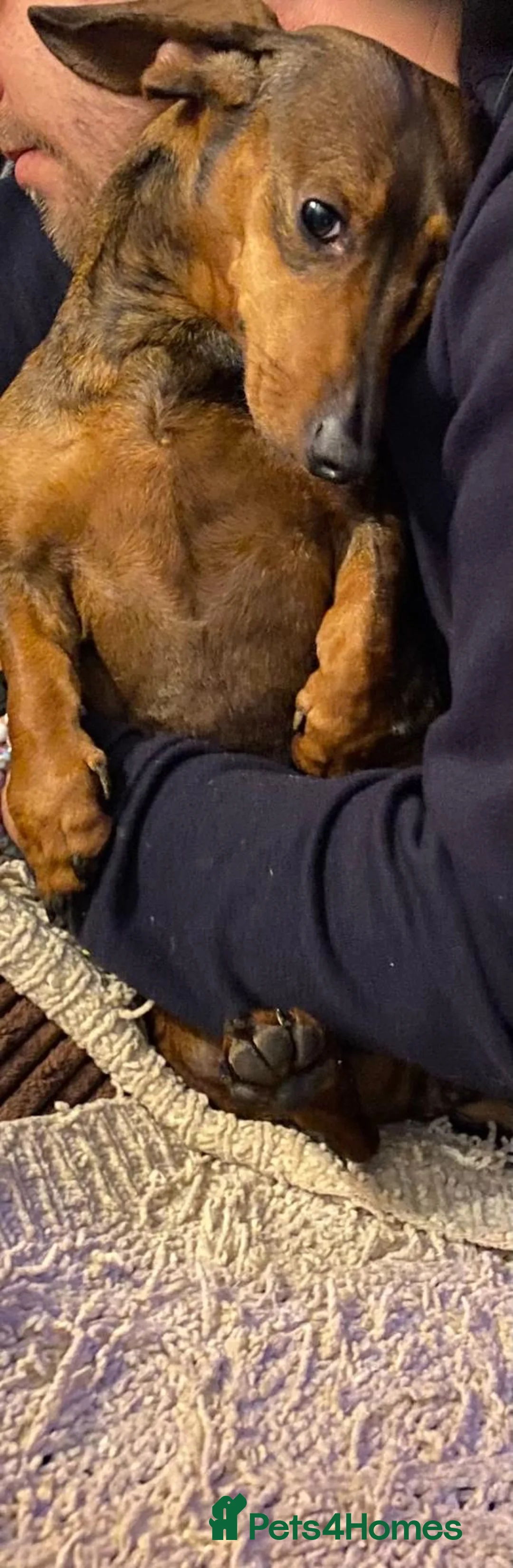 Dachshund dogs for sale: REHOME 2 female sausage dogs - Advert 2