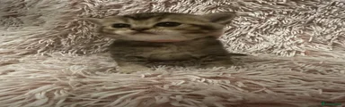 British Shorthair Kitten 5 Reserved