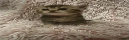 British Shorthair cats for sale: Golden BSH Kittens  GCCF Registered - Chunky bear  - Advert 26