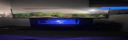 Turtle reptiles for sale: Musk Turtle - Advert 7