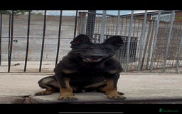Belgian Shepherd Dog dogs for sale: Dutch herder puppies  - Image 11