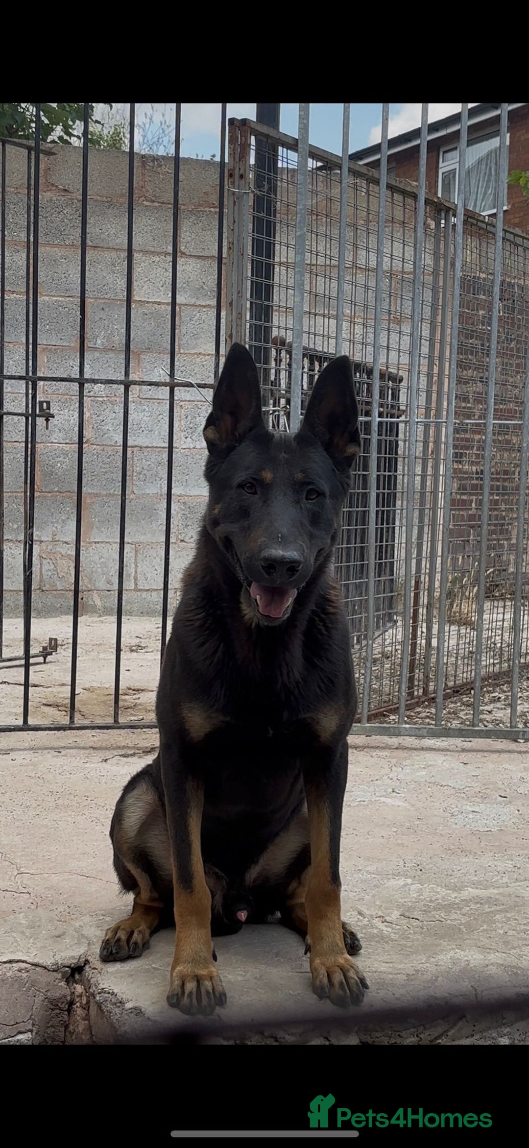 Belgian Shepherd Dog dogs for sale: Dutch herder puppies  - Image 11