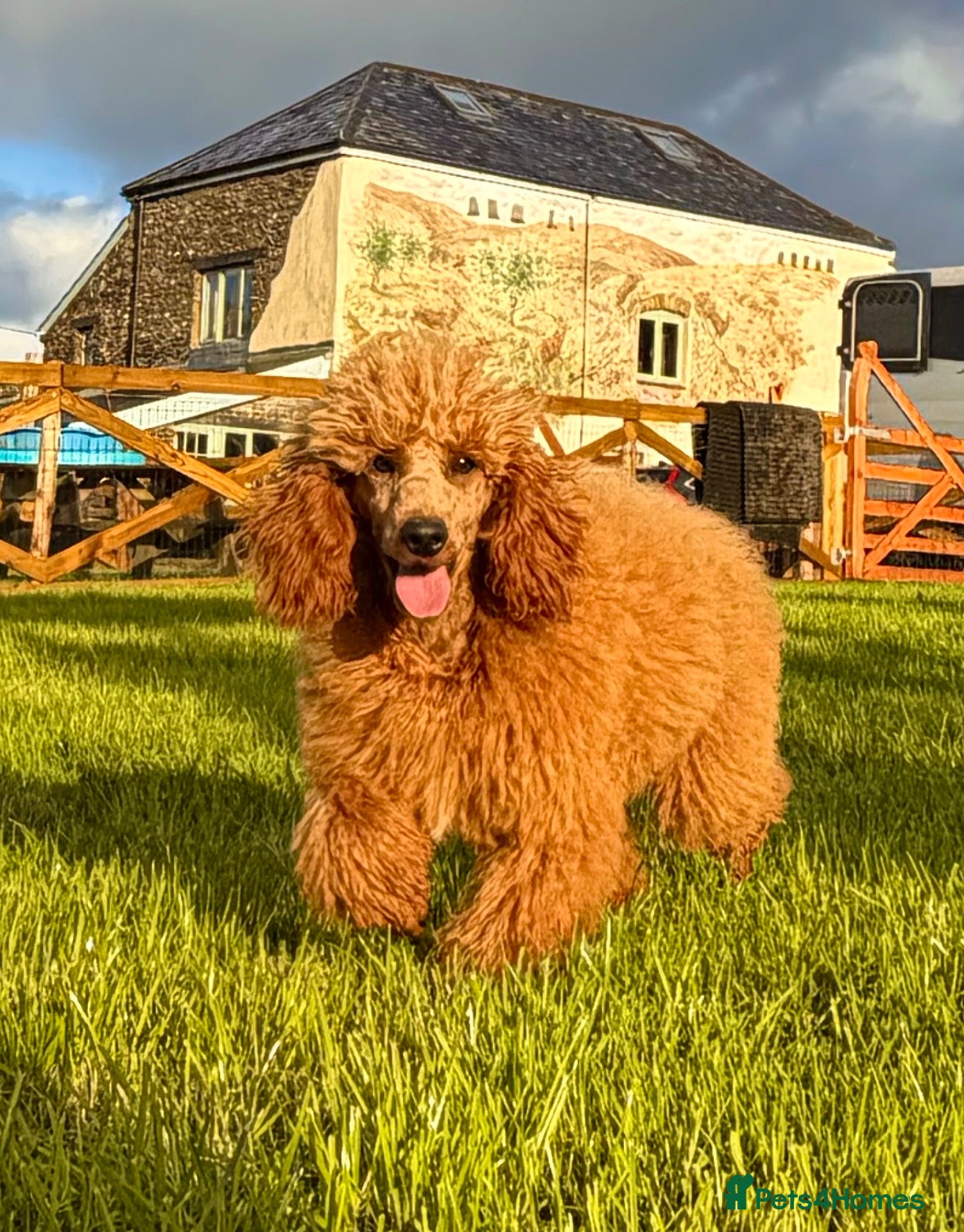 Miniature Poodle dogs Stunning Deep Red KC reg Miniature poodle stud dog - Advert 2