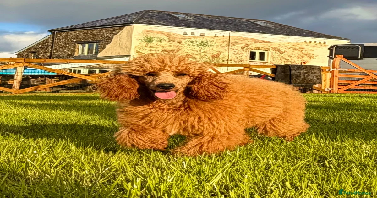 Sheep dog Miniature Poodle Puppies for sale | Pets4Homes