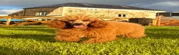 Miniature Poodle dogs for sale: Stunning Deep Red KC reg Miniature poodle stud dog - Advert 1