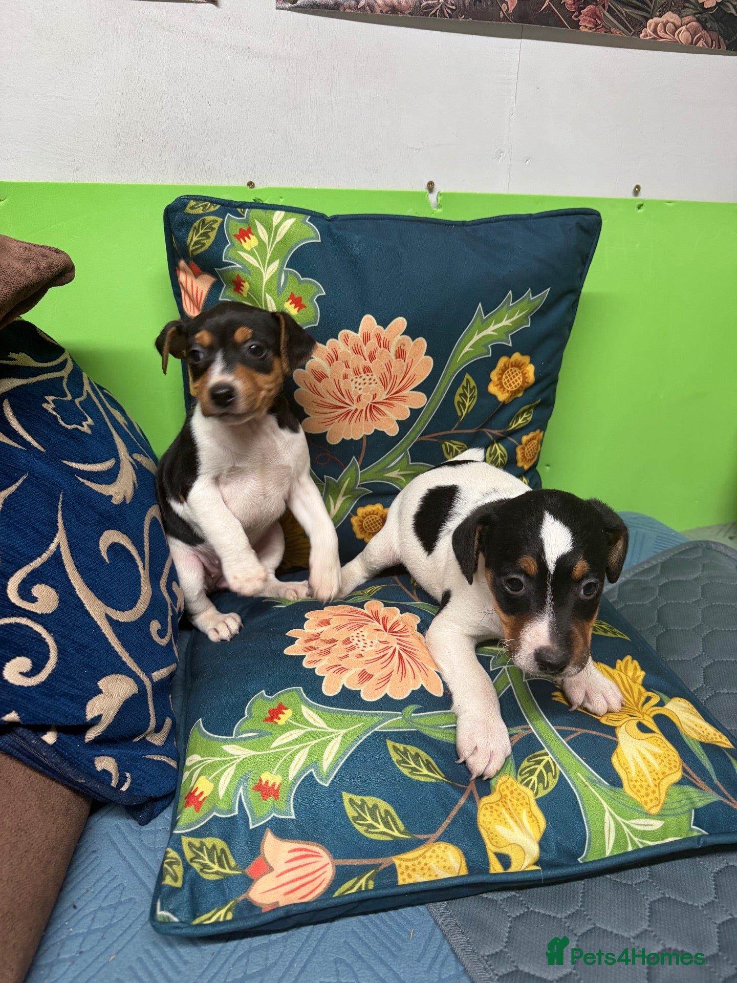Jack Russell dogs for sale: Jack russel puppies - Advert 8