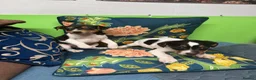 Jack Russell dogs for sale: Jack russel puppies - Advert 1
