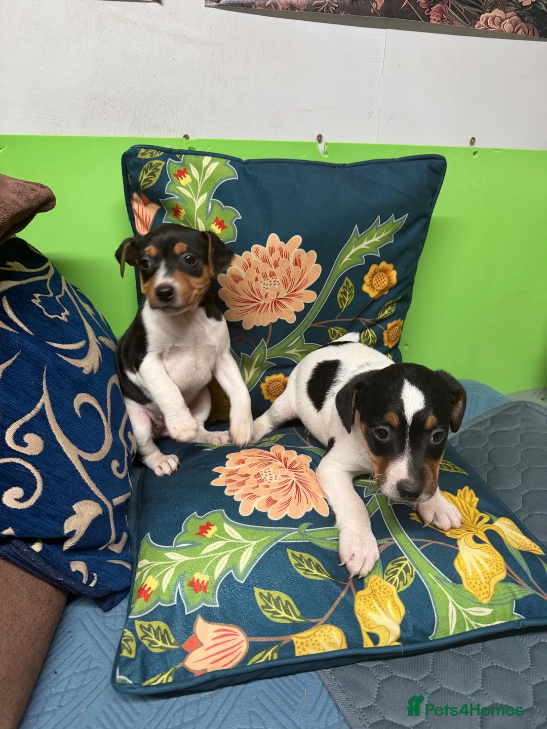 Jack Russell dogs for sale: Jack russel puppies - Advert 1