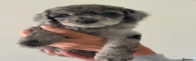 Cockapoo 2