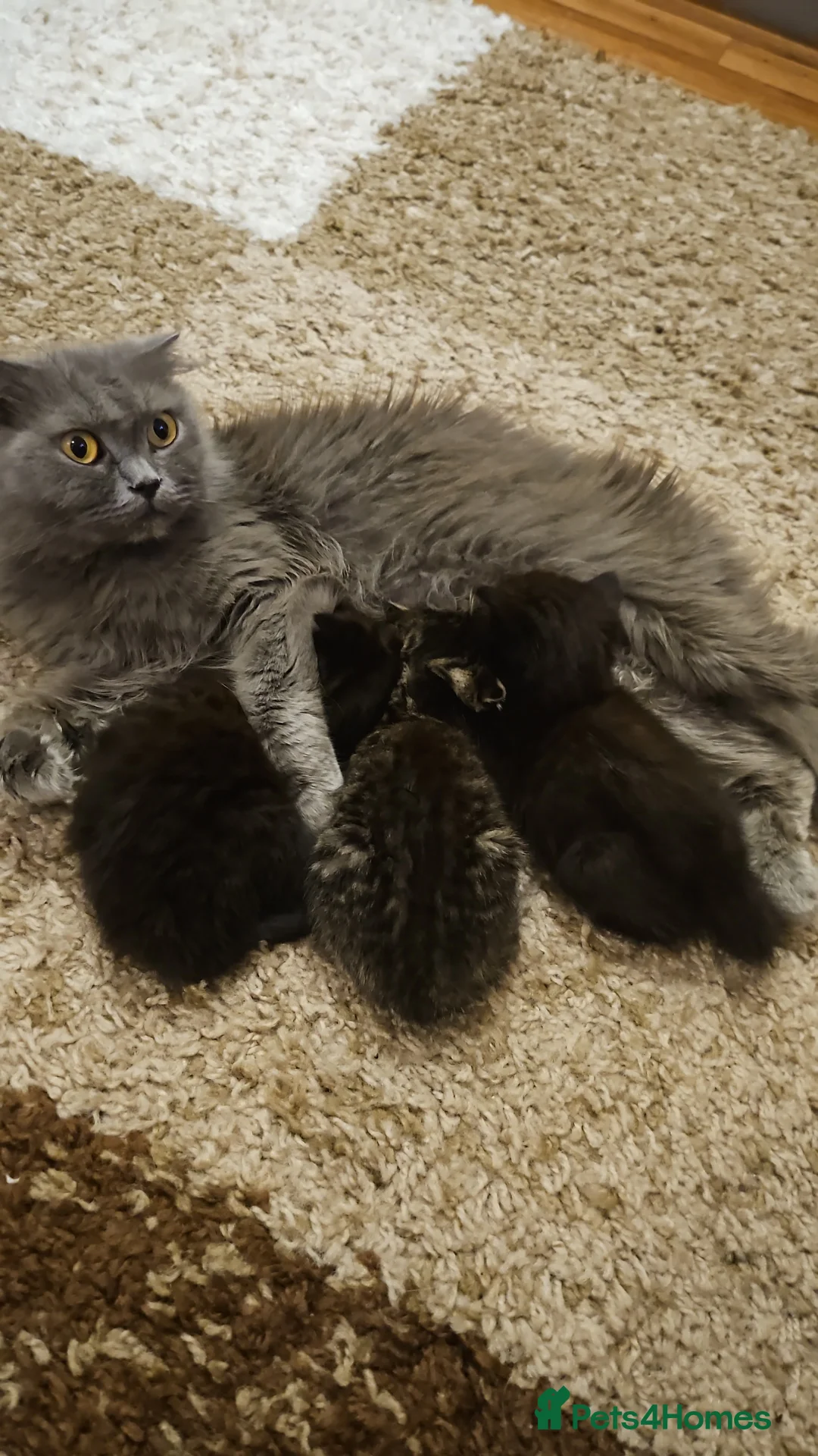Scottish Fold cats for sale: Scottish fold straight ears kittens 9 wks old  - Advert 5
